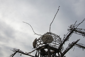 Firefly2012 040