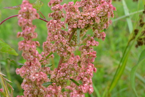 DSC 0010