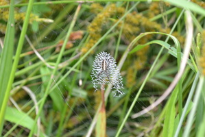 DSC 0020