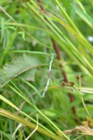 DSC 0024