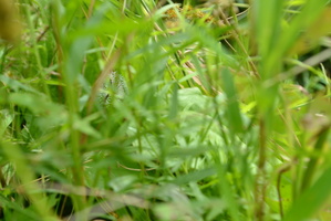 DSC 0028
