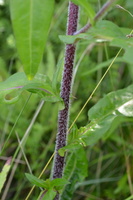DSC 0039