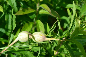 DSC 0046