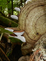 DSCN1381