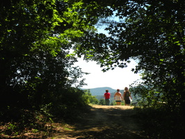 Into the Meadow 469