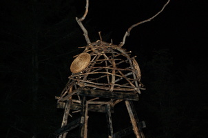 Joed Bug12
