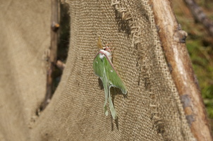 Joed Bug72