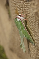 Joed Bug73