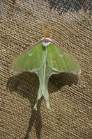 Joed Bug74