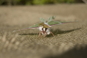 Joed Bug75