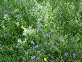 SpringWildflowers