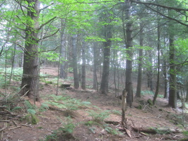 IMG 4974