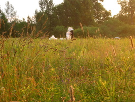 2011-07-03-1