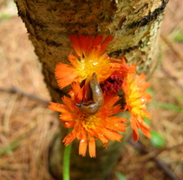 2011-07-03-2