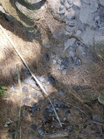 IMG 0609