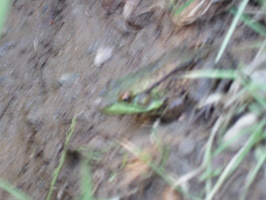 firefly08 162