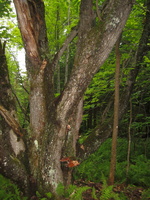 IMG 4211