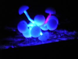 DSCN2785