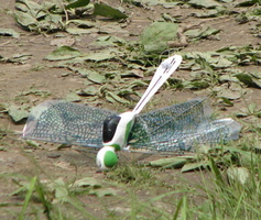 dragonfly down01