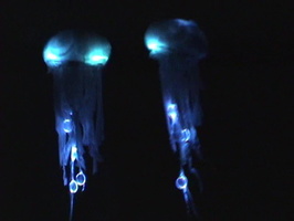 Jellyfish2