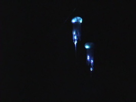 JellyFish1