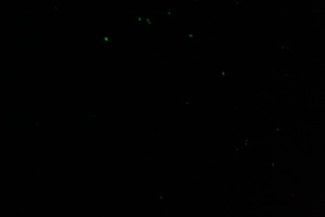 Firefly 2007 - 31
