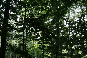 Firefly 2007 - 92