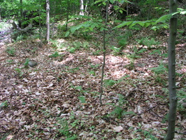 P1010006 1
