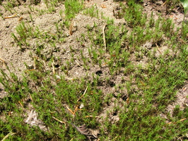 P1010009 1