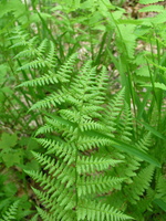 P1010038