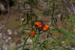 IMGP0652