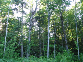 trees
