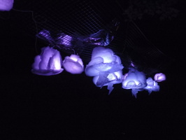 P7050056